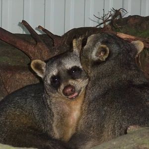 Crab-eating Raccoons at BestZoo 16/05/09