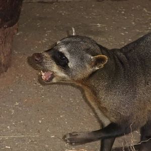 Crab-eating Raccoon at BestZoo 16/05/09