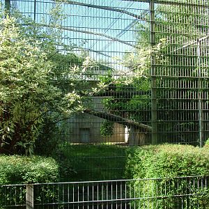 Sri Lankan Leopard exhibit at BestZoo 16/05/09