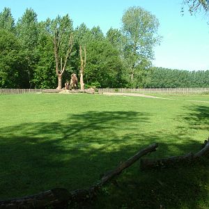 Camel paddock at BestZoo 16/05/09