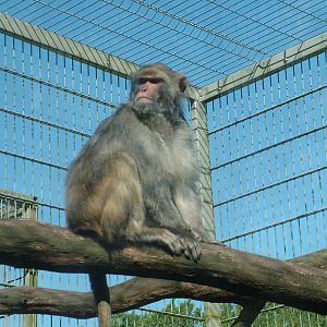 Rhesus Macaque at BestZoo 16/05/09