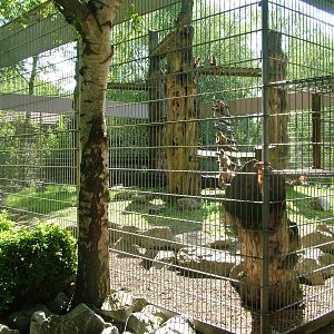 Rhesus Macaque exhibit at BestZoo 16/05/09