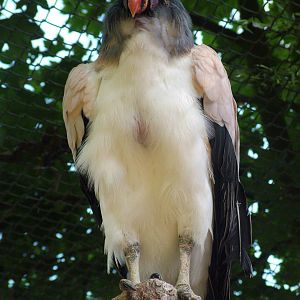 King Vulture at BestZoo 16/05/09