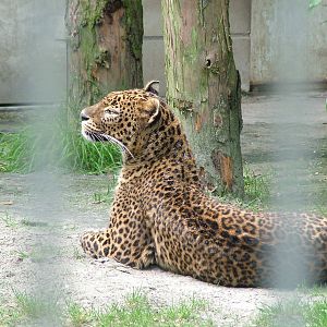 Sri Lankan Leopard at BestZoo 16/05/09