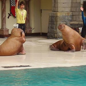 Walrus- Marineland AUG06 II