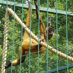 Geoffroy's Spider Monkey