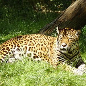 Jaguar