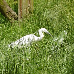 Little Egret