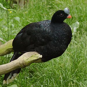 Northern Helmeted Curassow