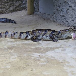 Spectacled Caiman