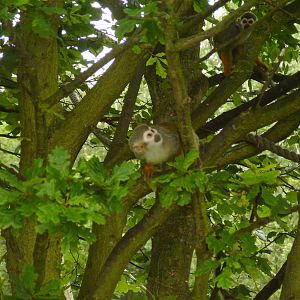 Squirrel Monkey