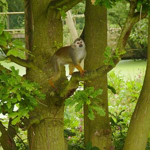 Squirrel Monkey