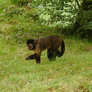 Tufted Capuchin
