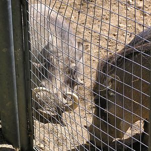 Hercules and Zena the Warthogs