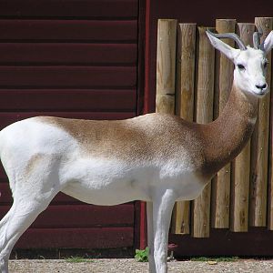 Dama Gazelle