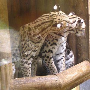 Ocelot Affection