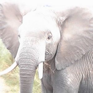 Time to go!-Amboseli
