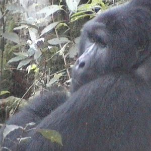 Gorilla - Bwindi Impenetrable Forest