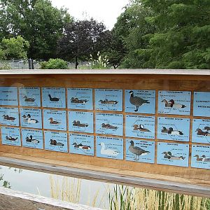 Lots of N.A. waterfowl