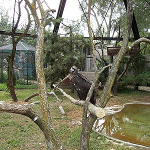 Eurasian Black Vulture
