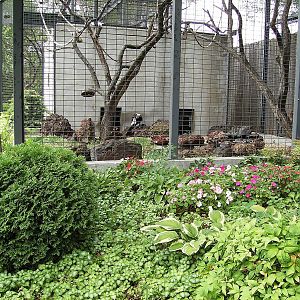 Black and White Ruffed Lemur enclosure