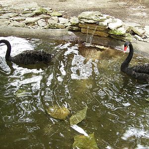 Black Swans