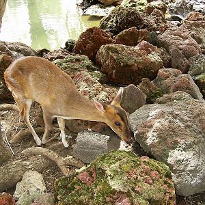 Reeve's Muntjac