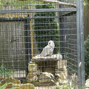 Snowy Owl