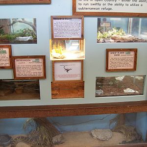 Typical herps/invert exhibits inside Wild Habitats