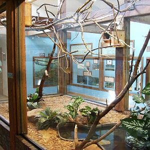 Cotton Top Tamarin Enclosure