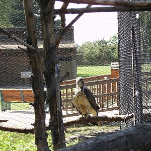 Red-tailed Hawk
