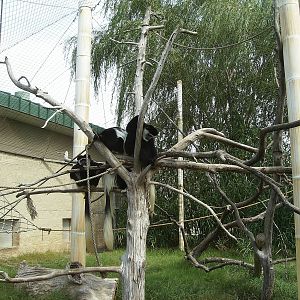 Colobus exhibit