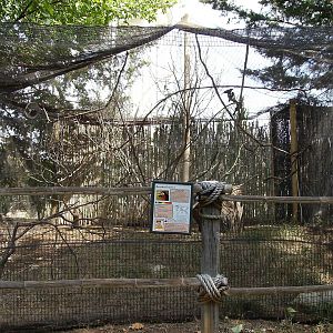 Bearded Barbet enclosure