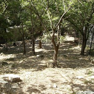 Steep yard for red-Crowned crane and Tufted Deer