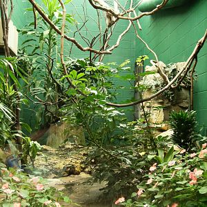 white-eared Titi exhibit