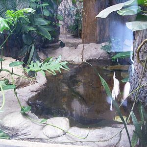 Cuvier's Dwarf Caimans