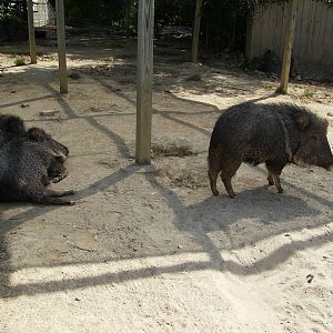 Chacoan Peccary