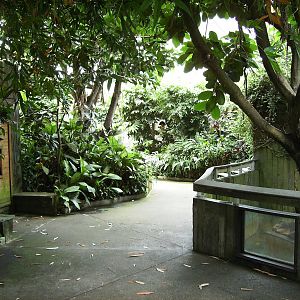 Path inside tropical rainforest