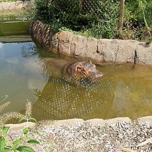 Outdoor Hippo enclosure