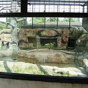 Leopard enclosure