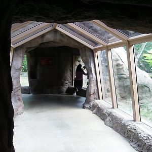 Gorilla Exhibit