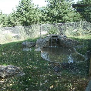 Giant Anteater outdoor yard