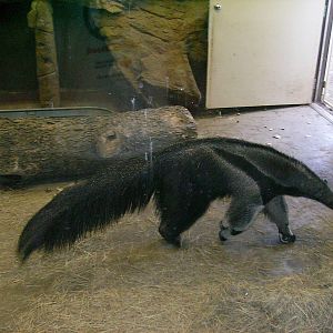 Indoor Giant Anteater viewing