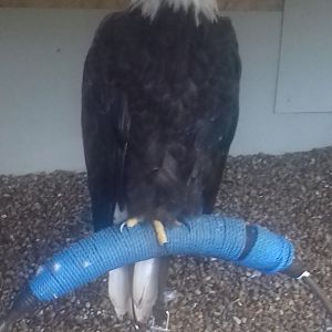 Bald eagle