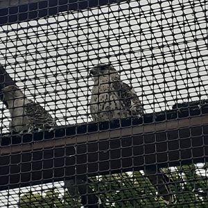 Gyr falcon