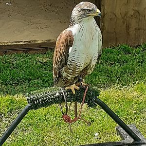 Ferruginous hawk