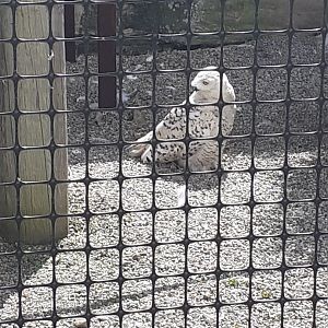 Snowy owl