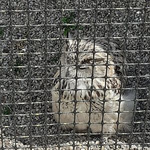Turkmenistan eagle owl