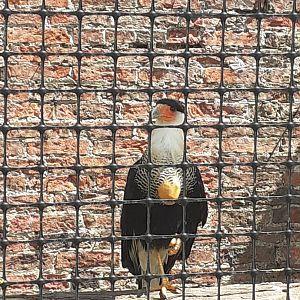 Southern crested caracara
