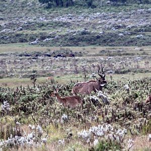 My first view of mountain nyala (Tragelaphus buxtoni)